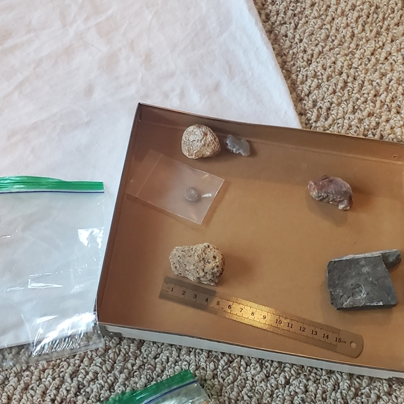 🦣FOSSILS FOR KIDS🦖 - Picture 14 of 14